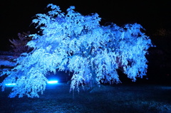 姫路城夜桜会