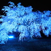 姫路城夜桜会