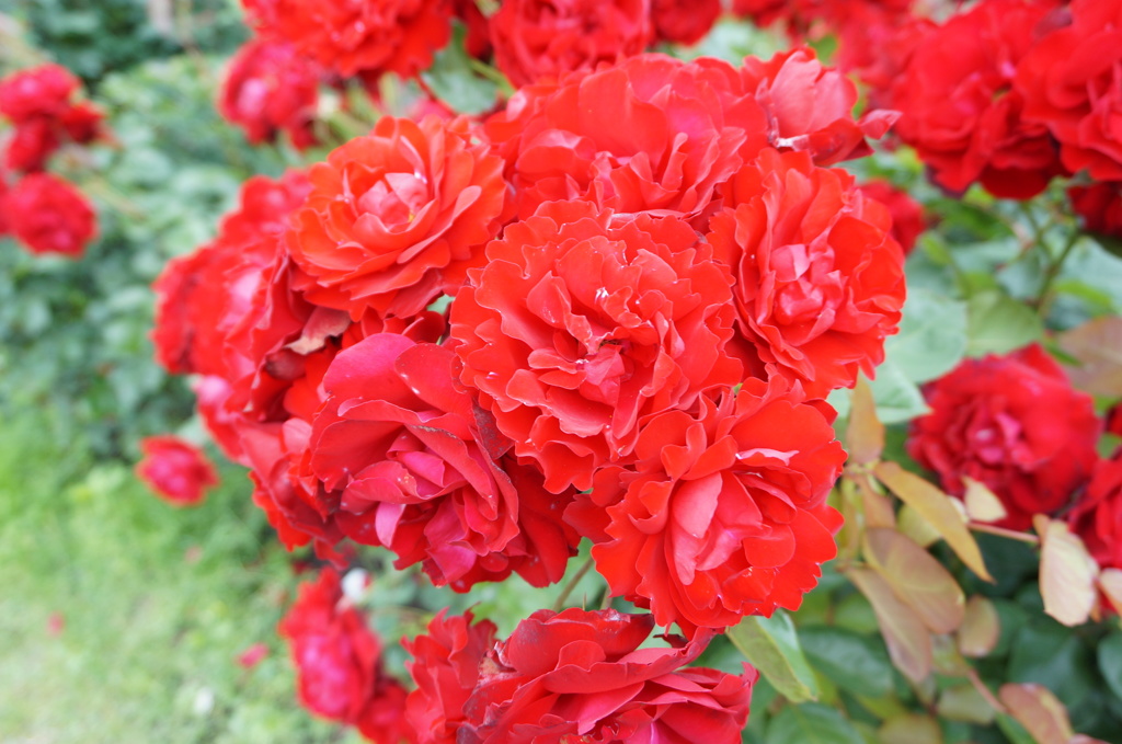 薔薇