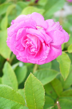 薔薇