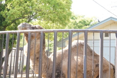 姫路市立動物園