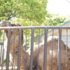 姫路市立動物園