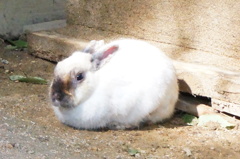 神戸市立森林植物園