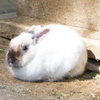 神戸市立森林植物園