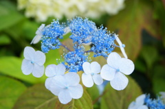 姫路市立手柄山温室植物園