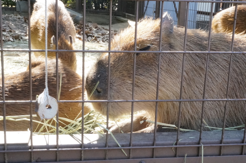 姫路市立動物園