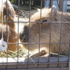 姫路市立動物園
