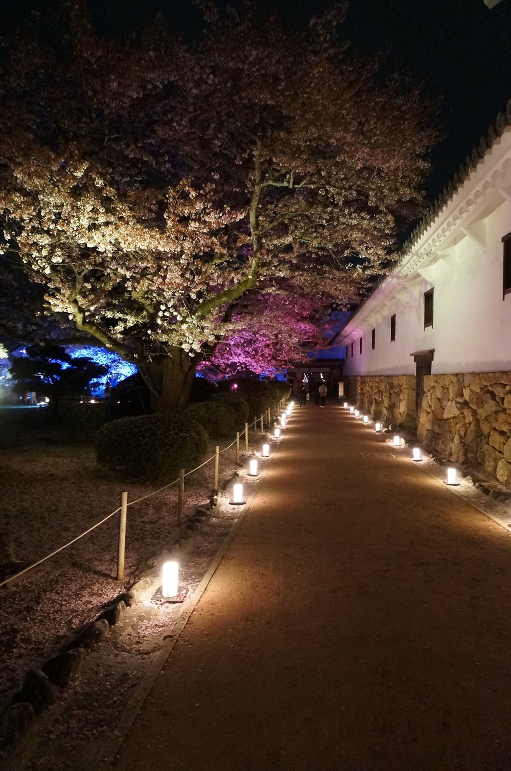姫路城の夜桜会