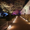 姫路城の夜桜会
