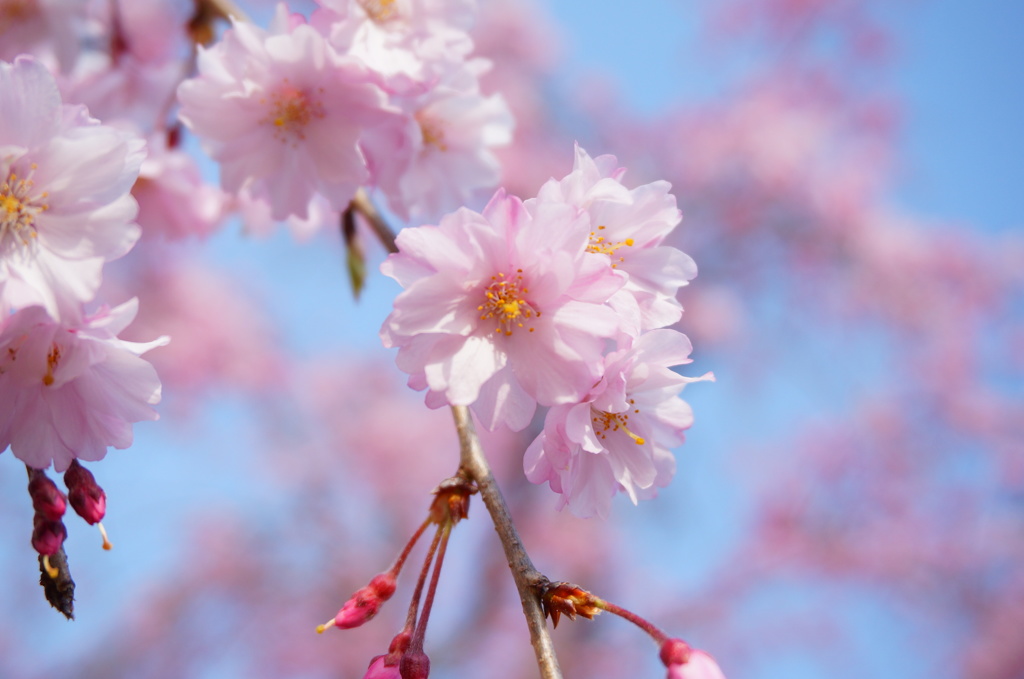 色付きの桜