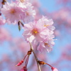 色付きの桜
