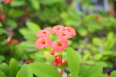 姫路市立手柄山温室植物園