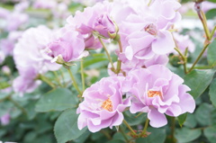 薔薇
