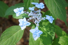 神戸市立森林植物園