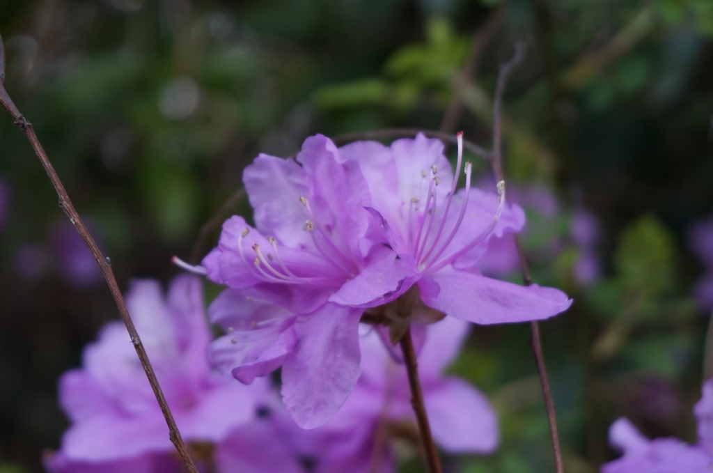 野山に咲く花