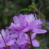 野山に咲く花