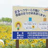 ひまわりの丘公園