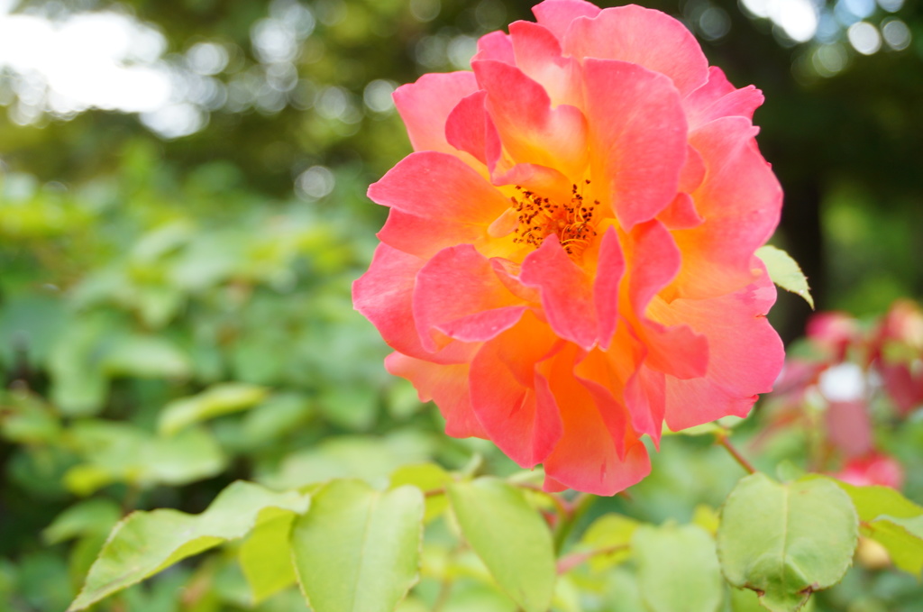薔薇