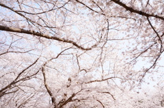 満開の桜