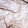 満開の桜
