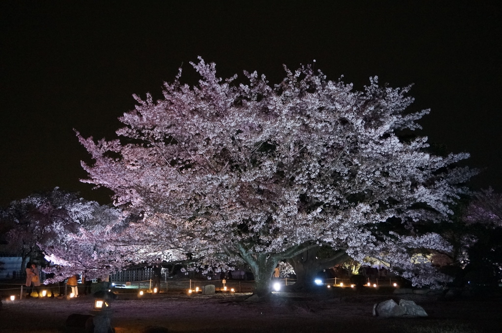 夜桜会