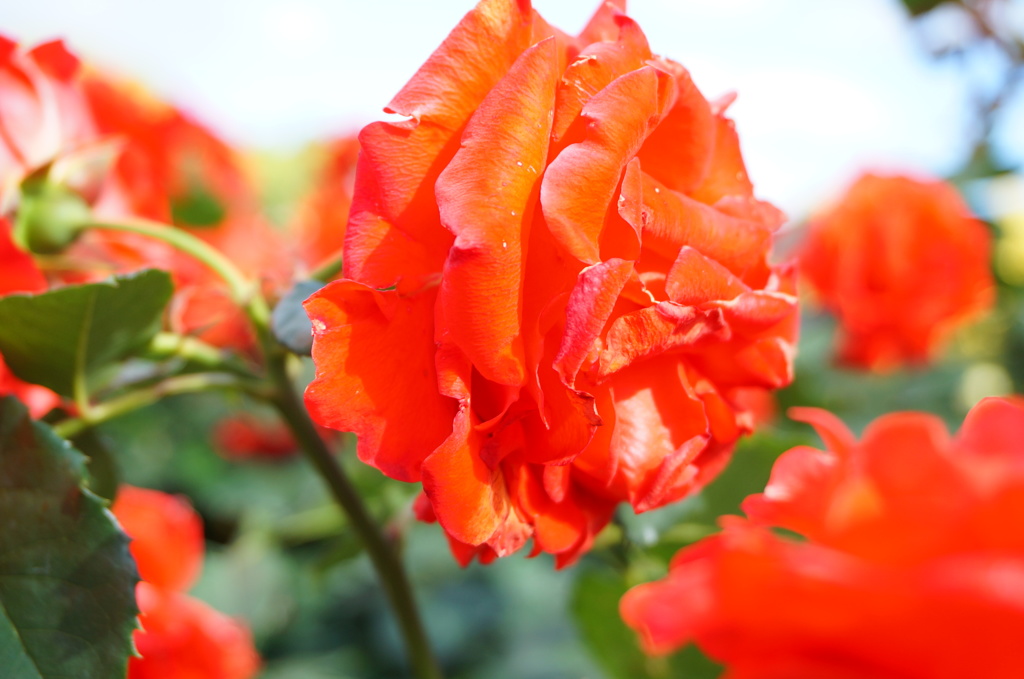 薔薇