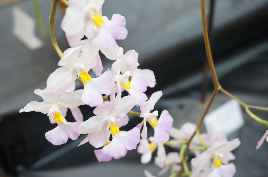 姫路市立手柄山温室植物園
