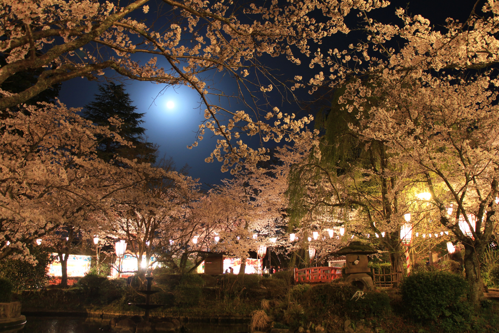 夜桜④