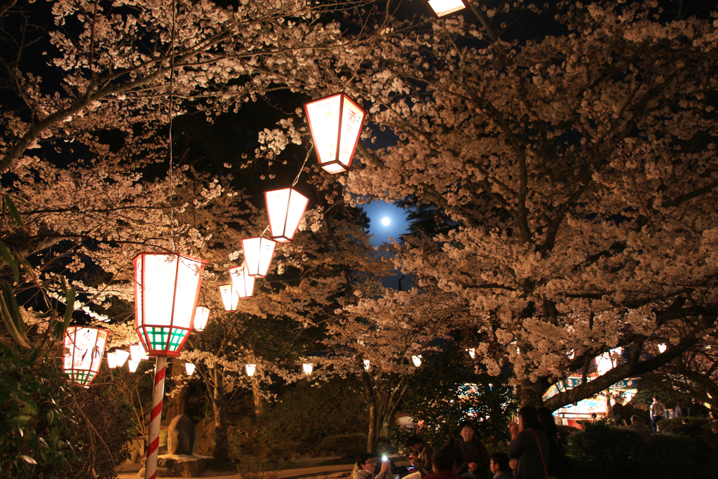 夜桜②