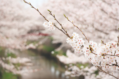 桜の香