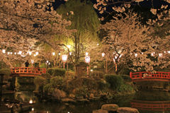 夜桜①