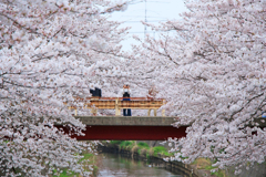 桜に包まれて