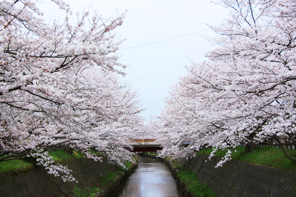 桜②