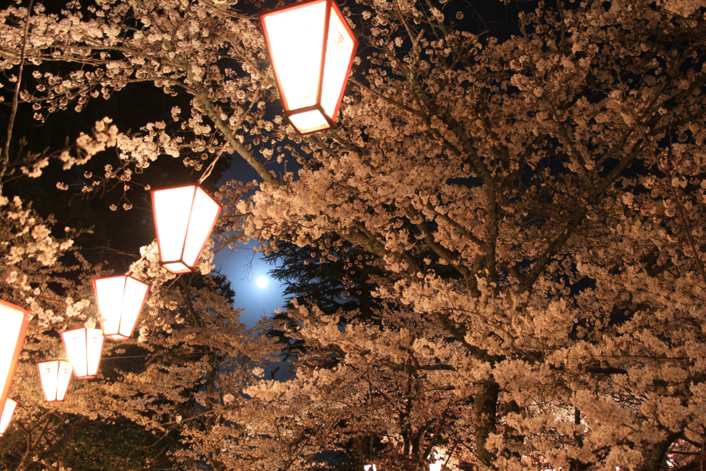 夜桜③