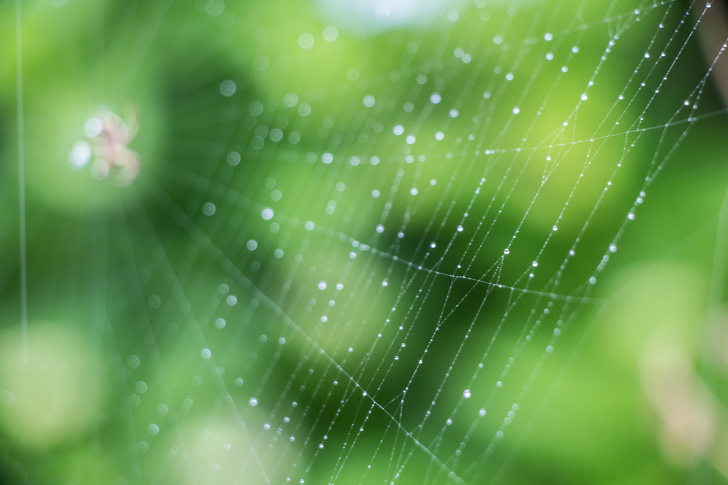雨粒の装飾