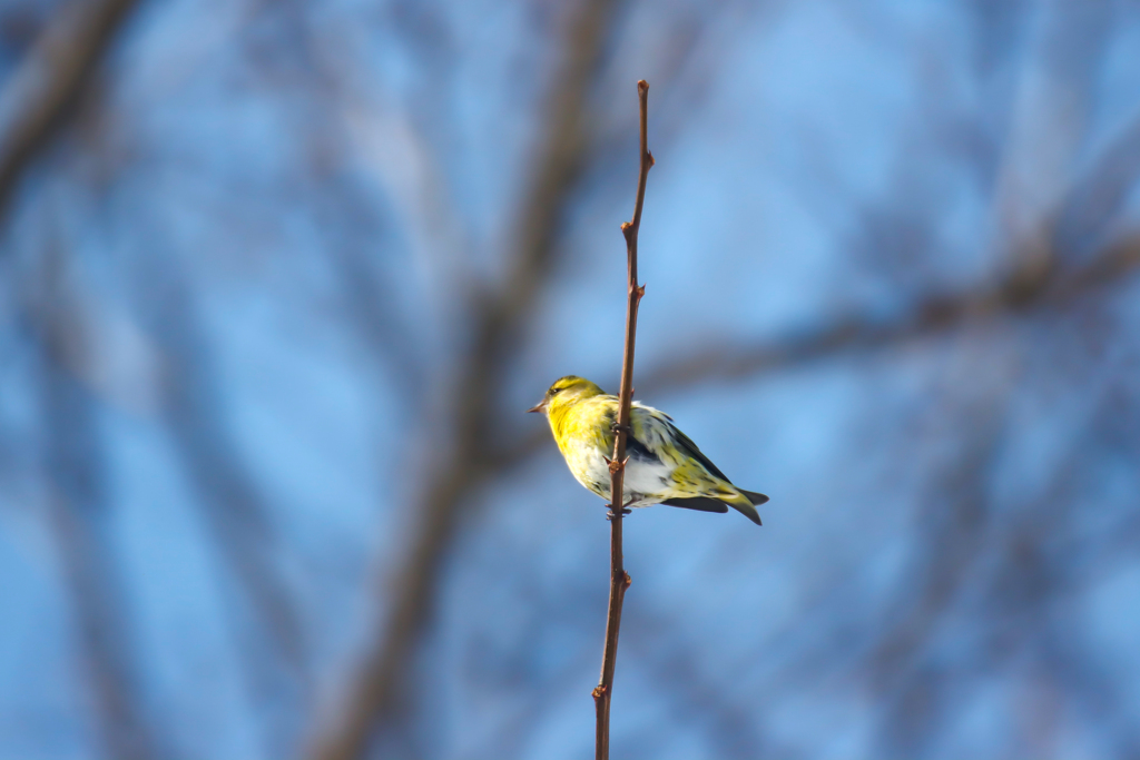 初めて見る鳥さん