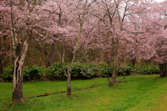 雨の山桜