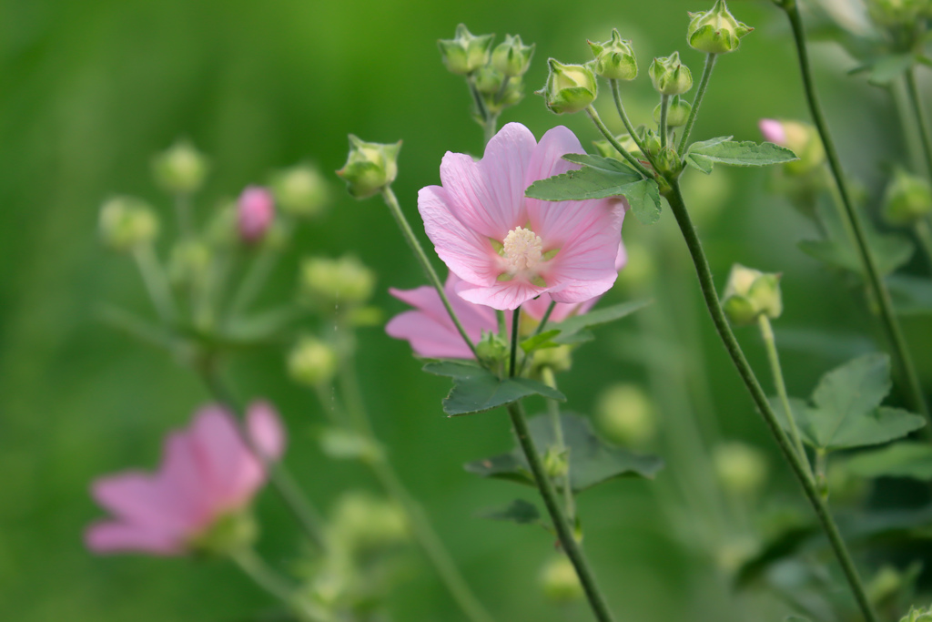 北海道の食用華　今が盛りと