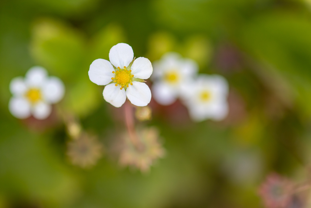 ワイルドストロベリーの芳香