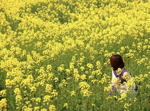 近所の休耕田の菜の花畑