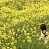 近所の休耕田の菜の花畑