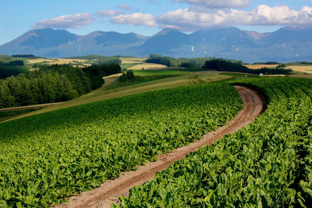 ビート畑と大雪山連邦と写る雲の影
