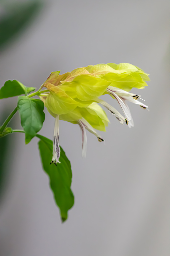 小海老草