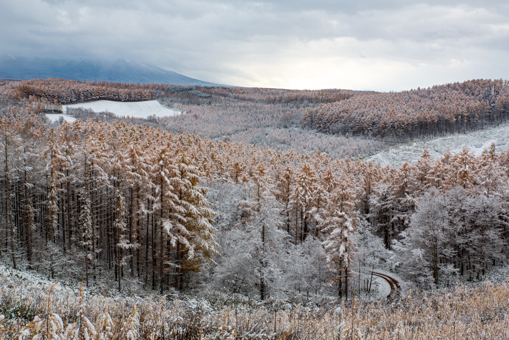 雪を被ったカラマツ峠