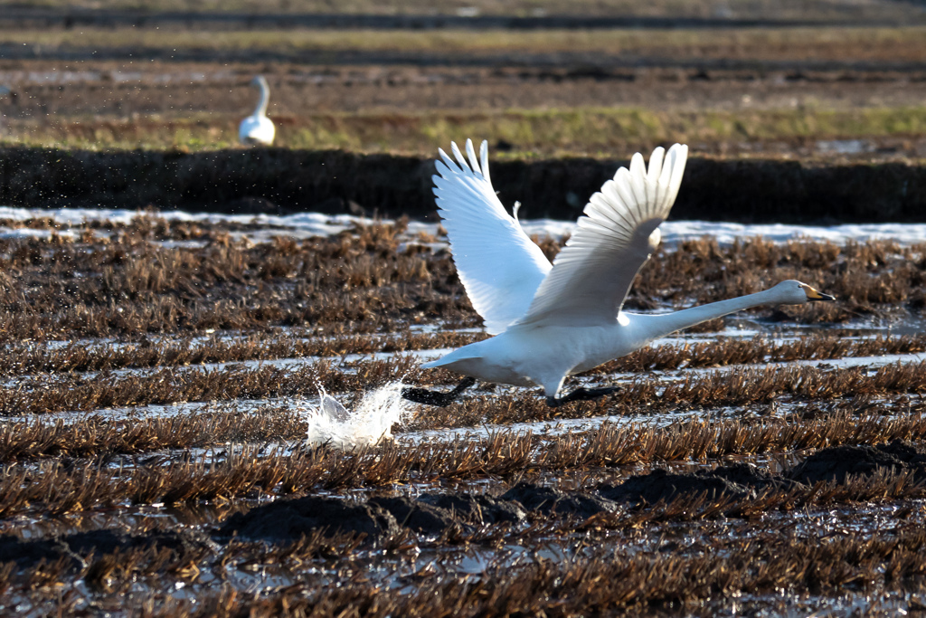 田んぼの白鳥