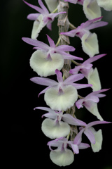 花屋敷の蘭