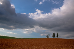 赤麦の梅雨明け雲