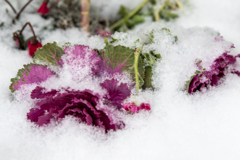 雪に埋もれる葉牡丹