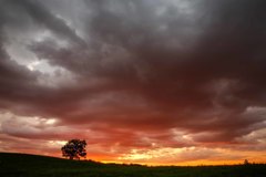 暗雲のオバケの木