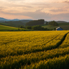 輝き始めた麦畑